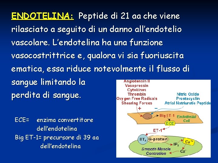 ENDOTELINA: Peptide di 21 aa che viene rilasciato a seguito di un danno all’endotelio