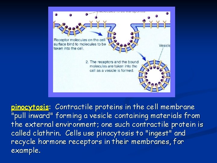 pinocytosis: Contractile proteins in the cell membrane "pull inward" forming a vesicle containing materials