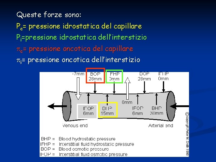 Queste forze sono: Pc= pressione idrostatica del capillare Pi=pressione idrostatica dell’interstizio c= pressione oncotica