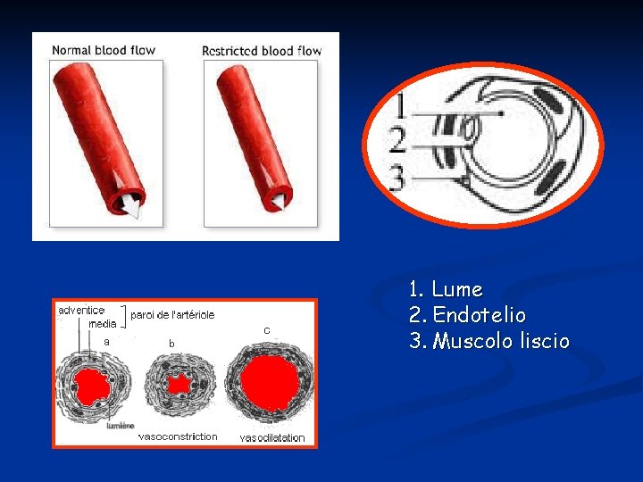 1. Lume 2. Endotelio 3. Muscolo liscio 