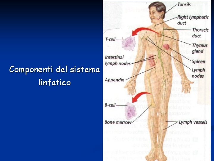 Componenti del sistema linfatico 