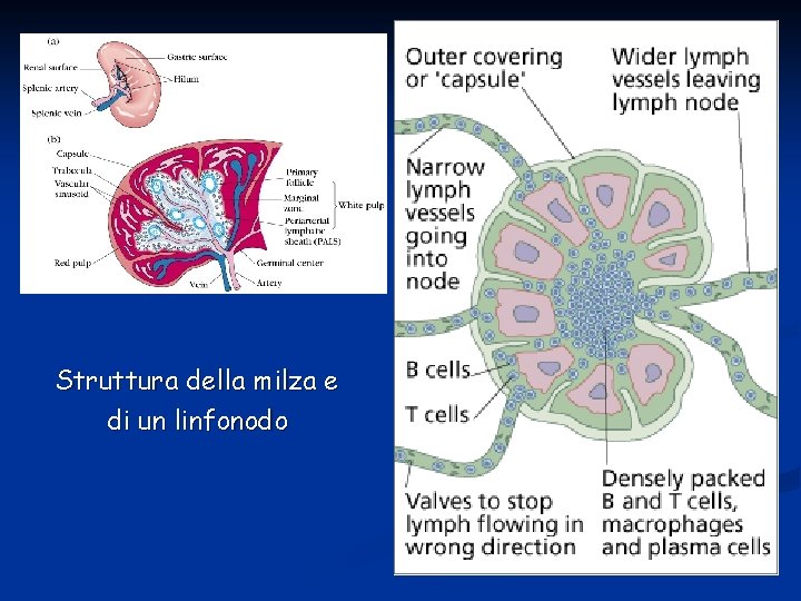 Struttura della milza e di un linfonodo 