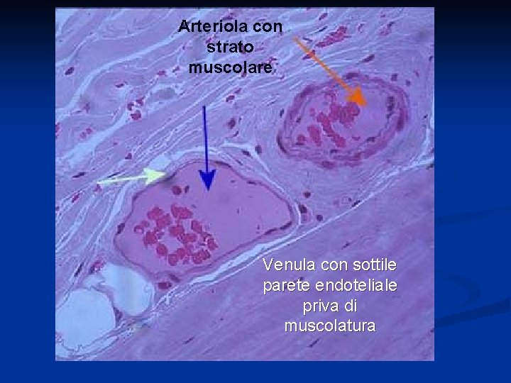 Arteriola con strato muscolare Venula con sottile parete endoteliale priva di muscolatura 