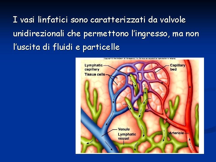 I vasi linfatici sono caratterizzati da valvole unidirezionali che permettono l’ingresso, ma non l’uscita