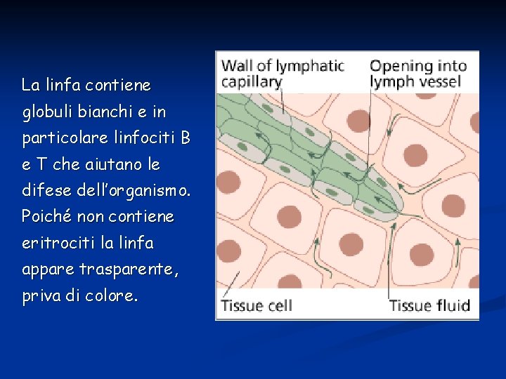 La linfa contiene globuli bianchi e in particolare linfociti B e T che aiutano