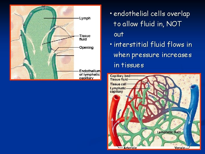  • endothelial cells overlap to allow fluid in, NOT out • interstitial fluid