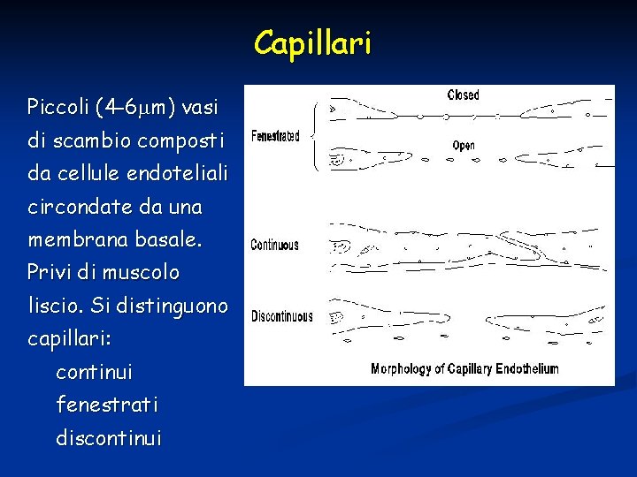 Capillari Piccoli (4 -6 m) vasi di scambio composti da cellule endoteliali circondate da