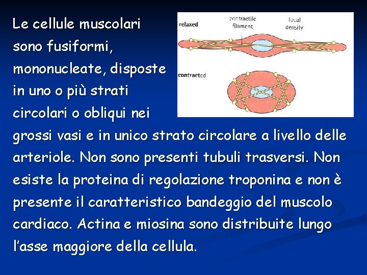 Le cellule muscolari sono fusiformi, mononucleate, disposte in uno o più strati circolari o