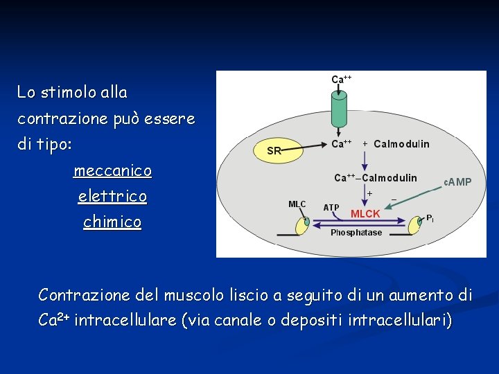 Lo stimolo alla contrazione può essere di tipo: meccanico elettrico chimico Contrazione del muscolo