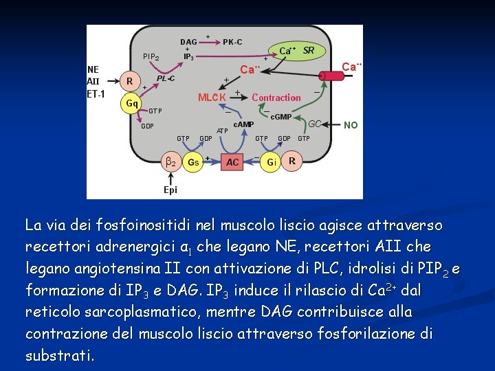La via dei fosfoinositidi nel muscolo liscio agisce attraverso recettori adrenergici α 1 che