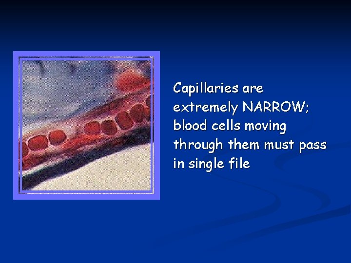 Capillaries are extremely NARROW; blood cells moving through them must pass in single file
