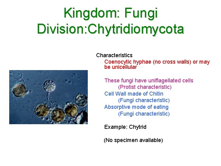 Kingdom: Fungi Division: Chytridiomycota Characteristics Coenocytic hyphae (no cross walls) or may be unicellular