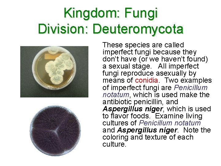 Kingdom: Fungi Division: Deuteromycota These species are called imperfect fungi because they don’t have