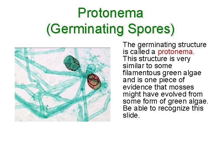 Protonema (Germinating Spores) The germinating structure is called a protonema. This structure is very