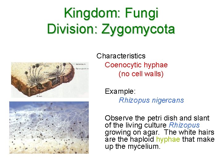 Kingdom: Fungi Division: Zygomycota Characteristics Coenocytic hyphae (no cell walls) Example: Rhizopus nigercans Observe