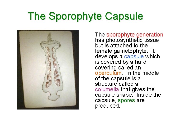 The Sporophyte Capsule The sporophyte generation has photosynthetic tissue but is attached to the