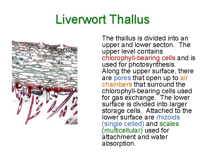 Liverwort Thallus The thallus is divided into an upper and lower secton. The upper