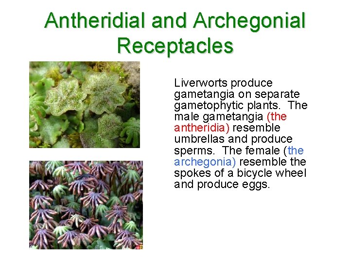 Antheridial and Archegonial Receptacles Liverworts produce gametangia on separate gametophytic plants. The male gametangia