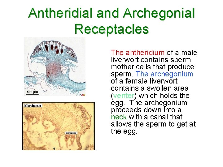 Antheridial and Archegonial Receptacles The antheridium of a male liverwort contains sperm mother cells