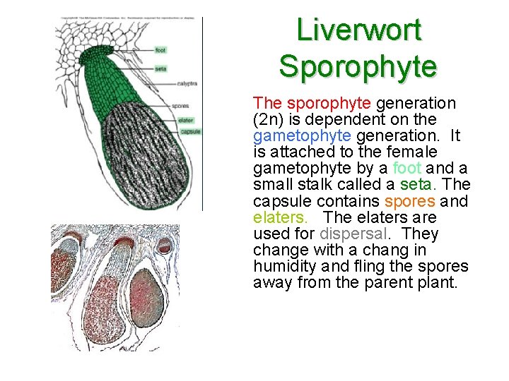 Liverwort Sporophyte The sporophyte generation (2 n) is dependent on the gametophyte generation. It
