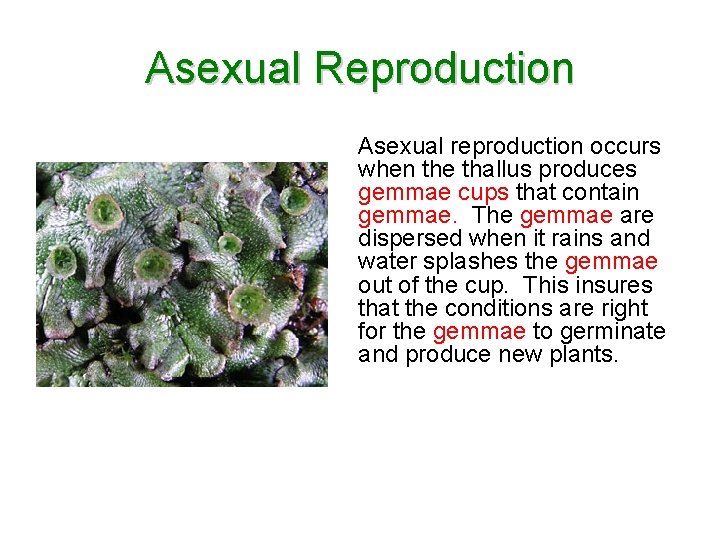 Asexual Reproduction Asexual reproduction occurs when the thallus produces gemmae cups that contain gemmae.