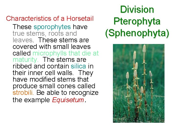 Characteristics of a Horsetail These sporophytes have true stems, roots and leaves. These stems