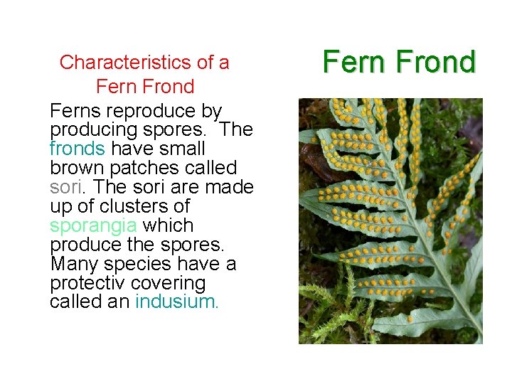 Characteristics of a Fern Frond Ferns reproduce by producing spores. The fronds have small