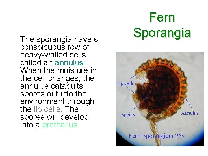 The sporangia have s conspicuous row of heavy-walled cells called an annulus. When the