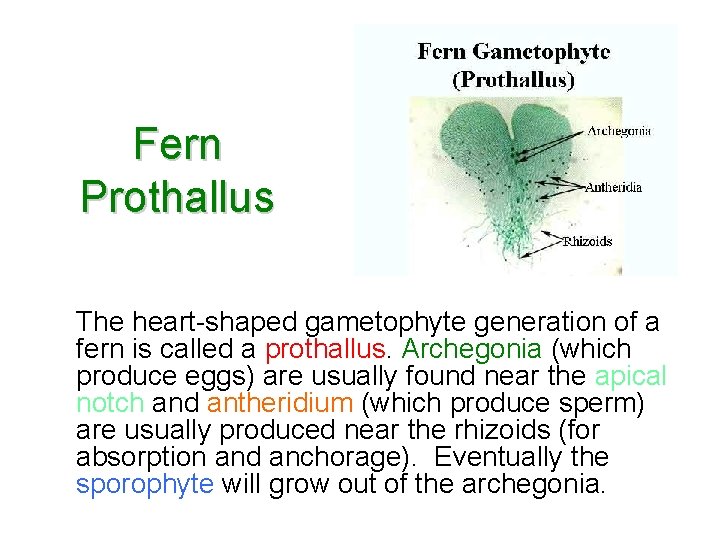 Fern Prothallus The heart-shaped gametophyte generation of a fern is called a prothallus. Archegonia