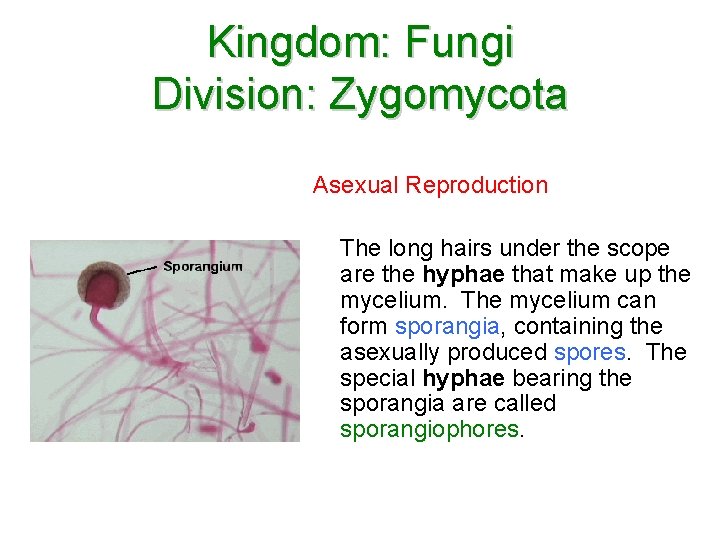 Kingdom: Fungi Division: Zygomycota Asexual Reproduction The long hairs under the scope are the