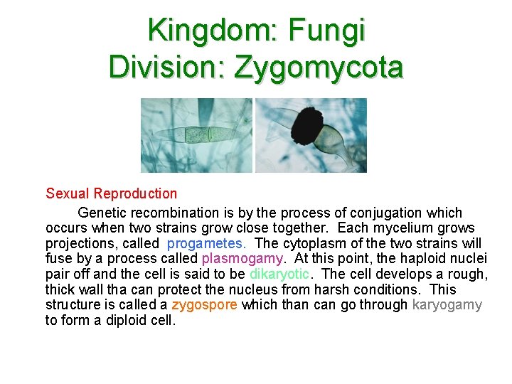 Kingdom: Fungi Division: Zygomycota Sexual Reproduction Genetic recombination is by the process of conjugation