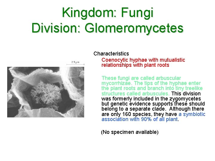 Kingdom: Fungi Division: Glomeromycetes Characteristics Coenocytic hyphae with mutualistic relationships with plant roots These