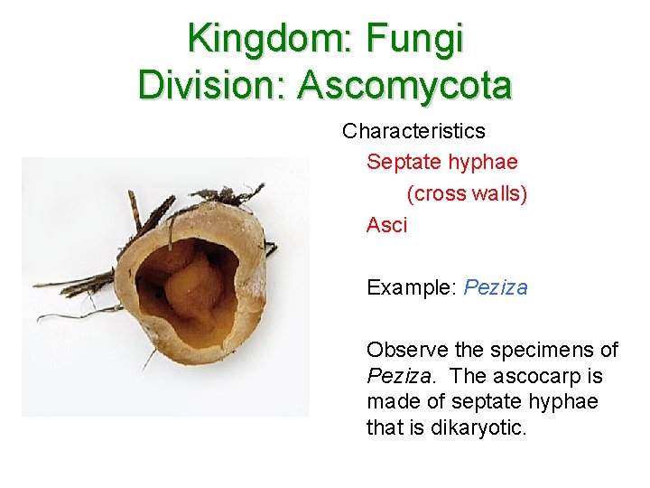 Kingdom: Fungi Division: Ascomycota Characteristics Septate hyphae (cross walls) Asci Example: Peziza Observe the