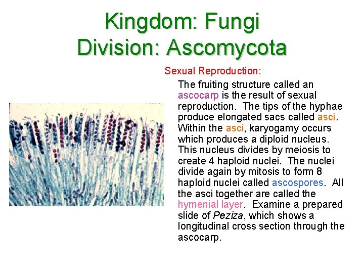 Kingdom: Fungi Division: Ascomycota Sexual Reproduction: The fruiting structure called an ascocarp is the