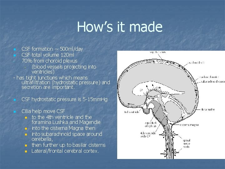 How’s it made CSF formation ~ 500 ml/day n CSF total volume 120 ml