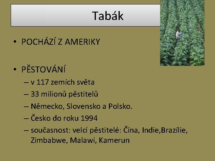 Tabák • POCHÁZÍ Z AMERIKY • PĚSTOVÁNÍ – v 117 zemích světa – 33