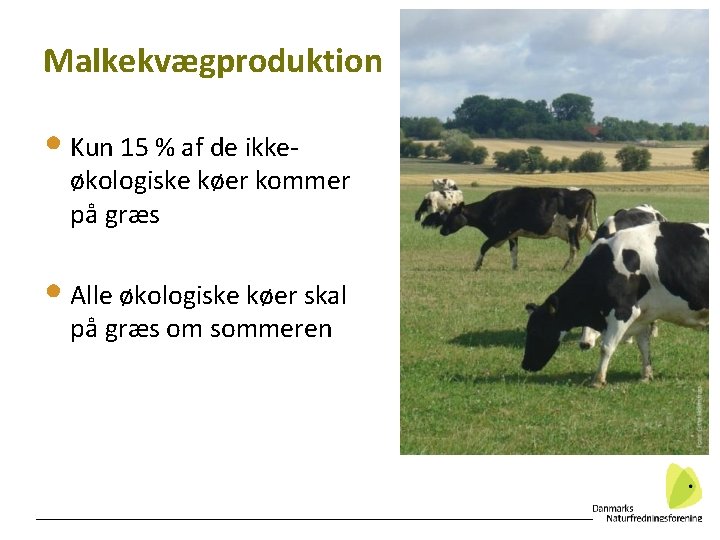 29 Malkekvægproduktion • Kun 15 % af de ikke- økologiske køer kommer på græs
