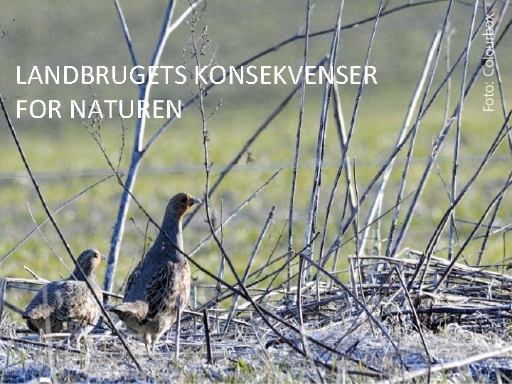 6 LANDBRUGETS KONSEKVENSER FOR NATUREN 