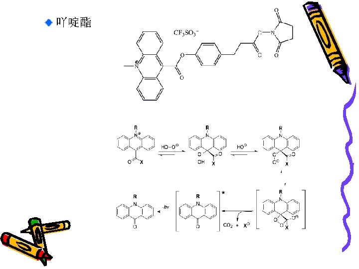 吖啶酯 The molecular structure of the used acridinium ester NHS Mechanism of Acridinium Salt