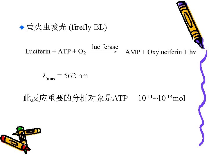 萤火虫发光 (firefly BL) max = 562 nm 此反应重要的分析对象是ATP 10 -11~10 -14 mol 