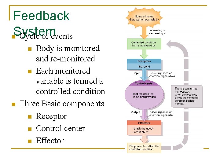Feedback System n Cycle of events Body is monitored and re-monitored n Each monitored Feedback System n Cycle of events Body is monitored and re-monitored n Each monitored
