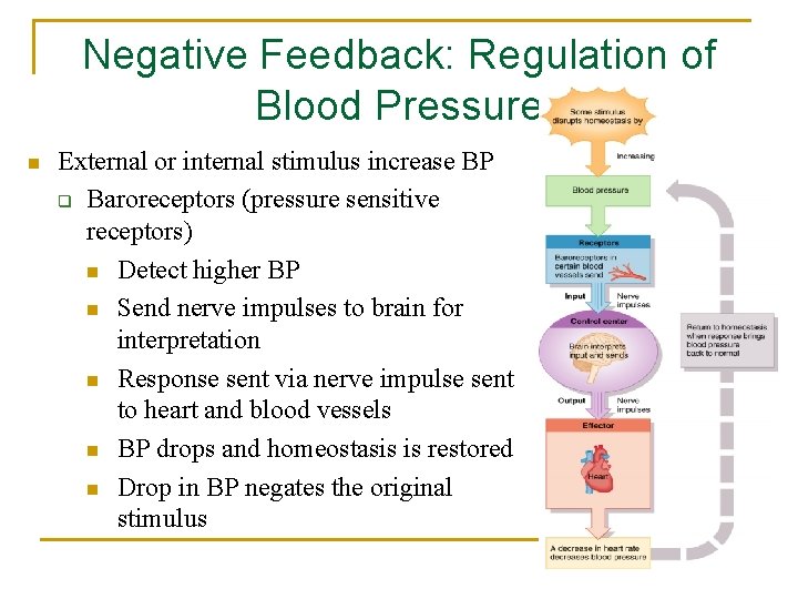 Negative Feedback: Regulation of Blood Pressure n External or internal stimulus increase BP q Negative Feedback: Regulation of Blood Pressure n External or internal stimulus increase BP q