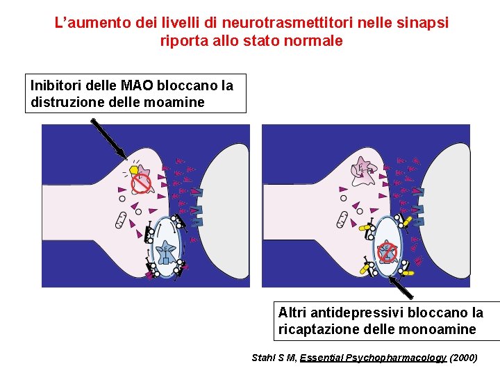 L’aumento dei livelli di neurotrasmettitori nelle sinapsi riporta allo stato normale Inibitori delle MAO L’aumento dei livelli di neurotrasmettitori nelle sinapsi riporta allo stato normale Inibitori delle MAO
