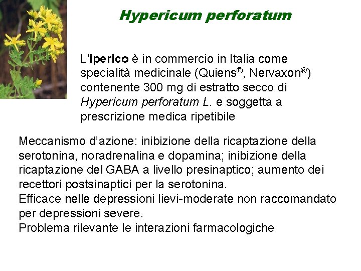 Hypericum perforatum L'iperico è in commercio in Italia come specialità medicinale (Quiens®, Nervaxon®) contenente Hypericum perforatum L'iperico è in commercio in Italia come specialità medicinale (Quiens®, Nervaxon®) contenente