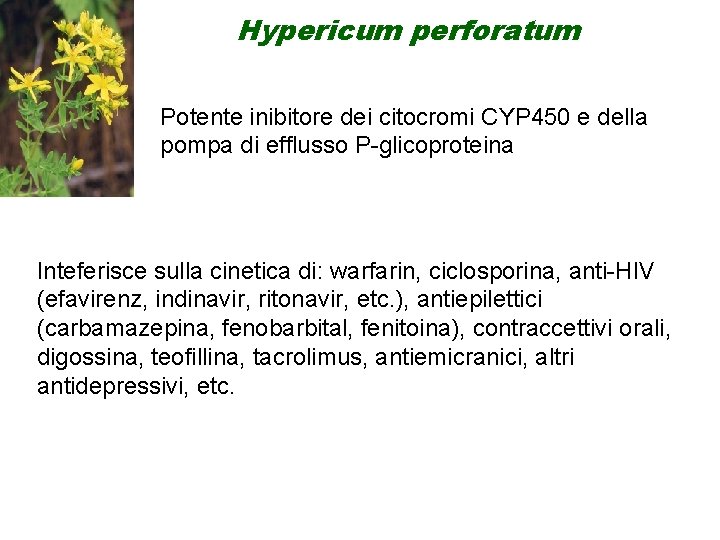 Hypericum perforatum Potente inibitore dei citocromi CYP 450 e della pompa di efflusso P-glicoproteina Hypericum perforatum Potente inibitore dei citocromi CYP 450 e della pompa di efflusso P-glicoproteina