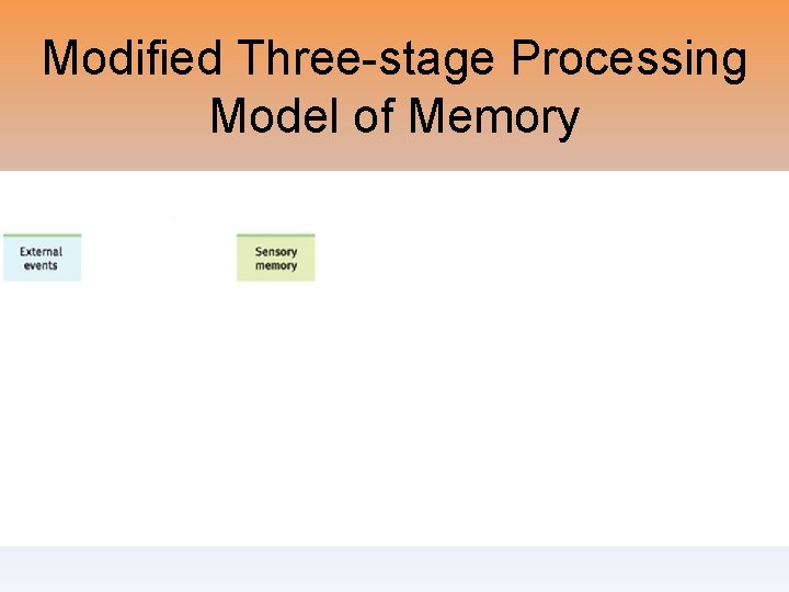 Modified Three-stage Processing Model of Memory 