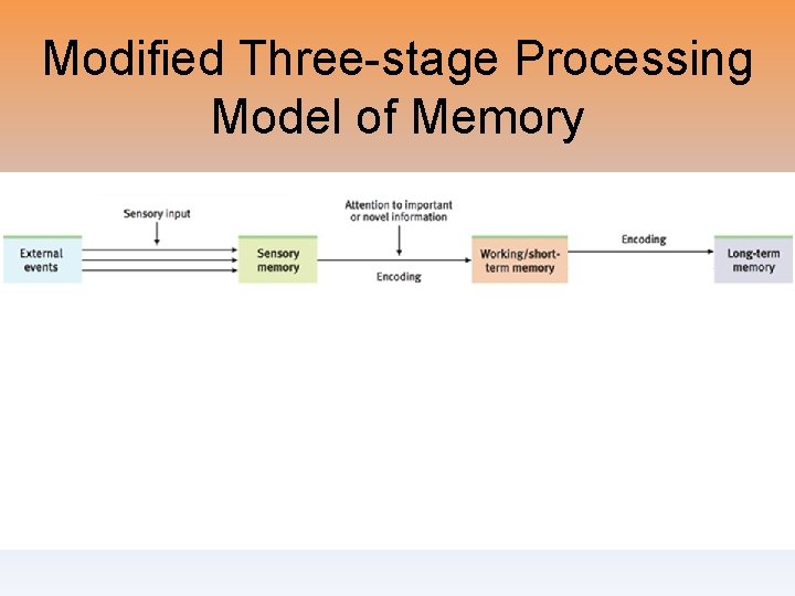 Modified Three-stage Processing Model of Memory 