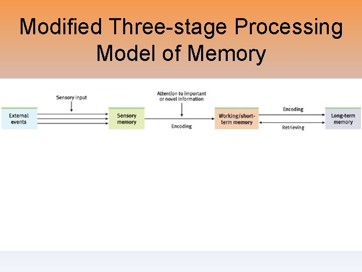 Modified Three-stage Processing Model of Memory 