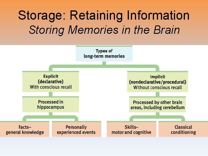Storage: Retaining Information Storing Memories in the Brain 