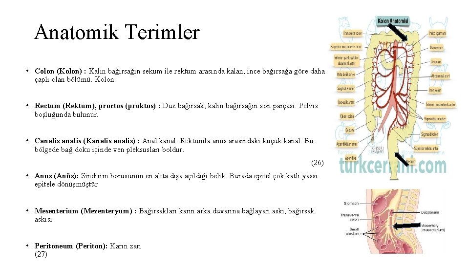 Anatomik Terimler • Colon (Kolon) : Kalın bağırsağın sekum ile rektum arasında kalan, ince